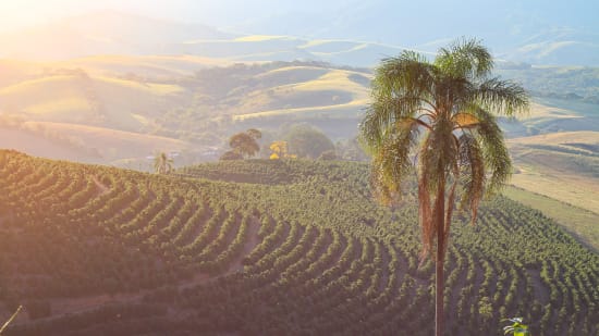 Brazil MWP Decaf - Medium Roast