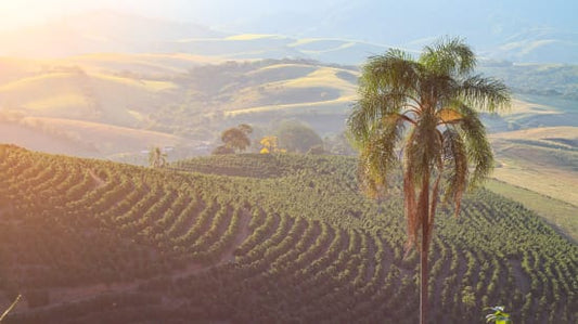 Brazil MWP Decaf - Medium Roast