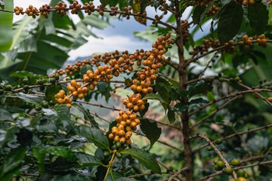 Cerrado, Brazil
