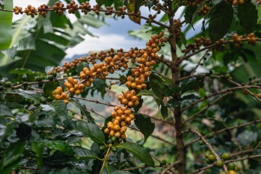 Cerrado, Brazil