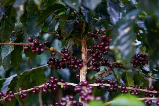 Huehuetenango, Guatemala - Medium Roast