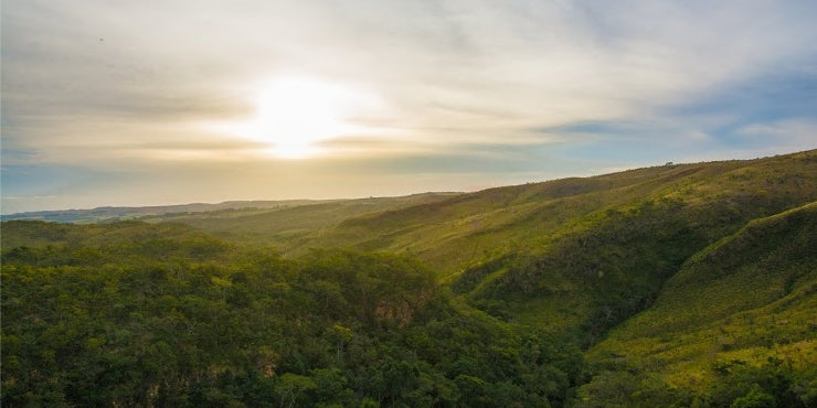 Cerrado, Brazil - Medium/Dark Roast